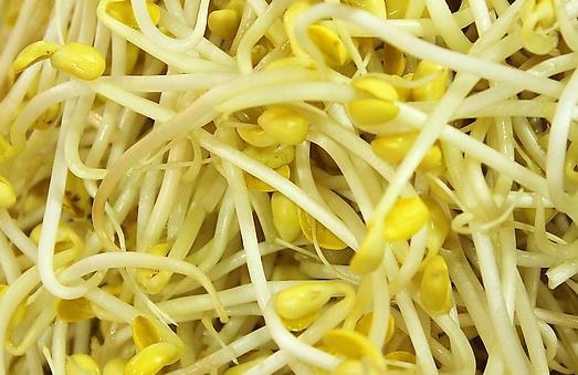 吃黄豆芽清热明目盘点黄豆芽的功效与作用