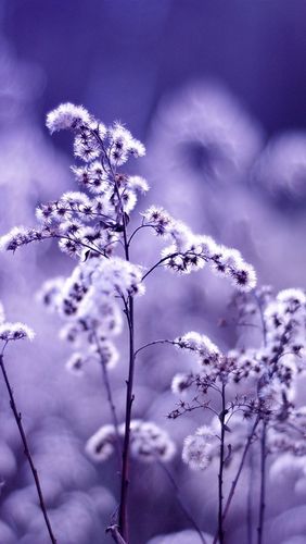壁纸 野花,淡紫色风格 2560x1600 hd 高清壁纸, 图片, 照片