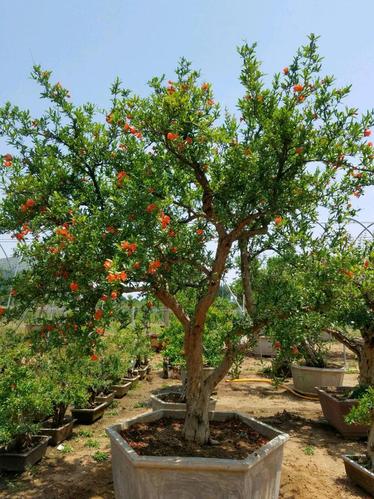 石榴树该怎么种?记住这5个种植小技巧,果实就会又大又