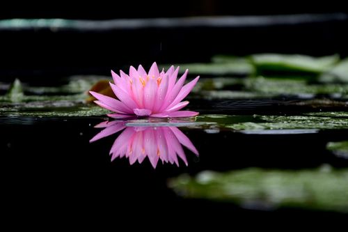 睡莲的花语是什么?睡莲的寓意和象征