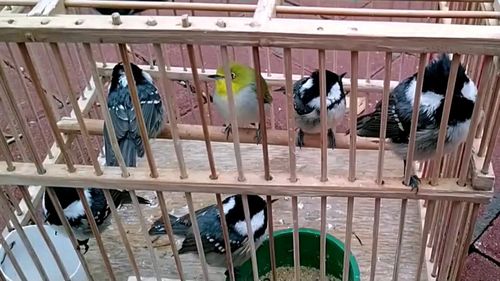 鸟市上绣眼鸟和 b>贝子鸟叫声 /b>悦耳,老人养鸟有经验,知道鸟吃什么