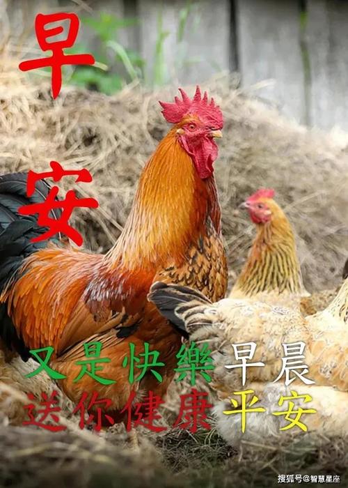 原创8张创意好看的春日早安早上好图片带祝福语