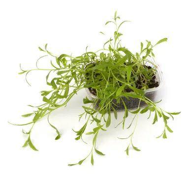 茵陈汤的功效与作用茵陈蒿汤有中成药吗