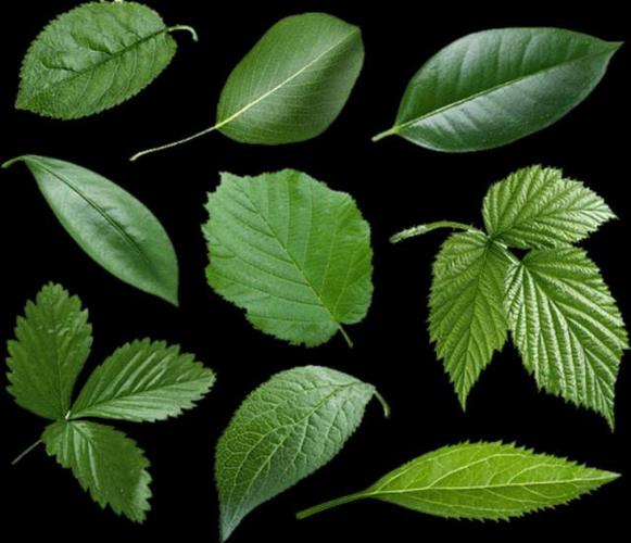 世界上有两片相同的树叶吗?