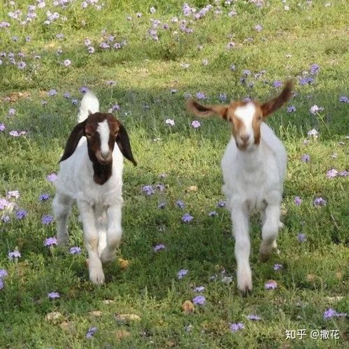 请问是否有羊与马的图像可以用来做微信图像的