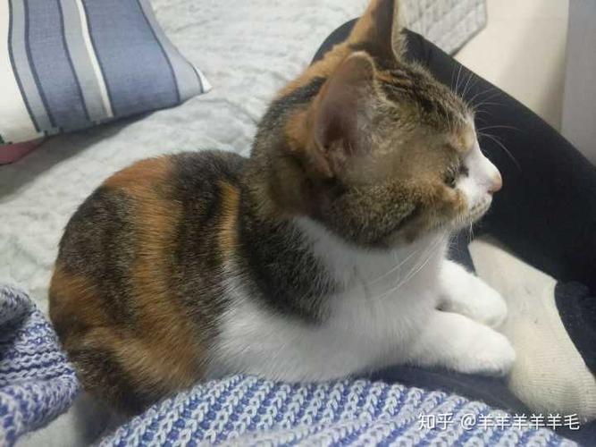最好看的三花猫长什么样子
