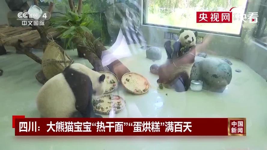 大熊猫宝宝热干面蛋烘糕满百天