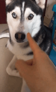 突然打狗 gif 动图