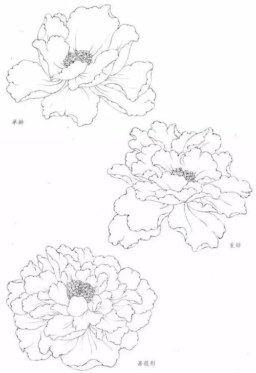 书画联盟丨工笔牡丹画法|花瓣|牡丹花|叶子|花青|石绿