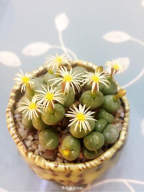 荧光玉,全窗蝴蝶勋章,乱码生石花