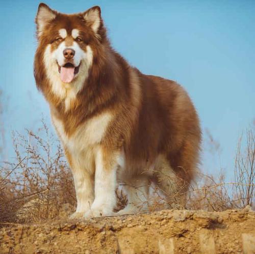 适合家养的6种大型犬,暖萌可爱惹人爱