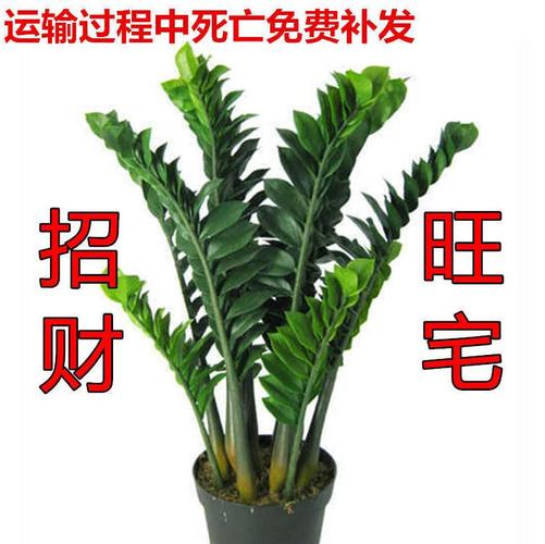 金钱树盆栽植物室内钱串子客厅办公室大型绿植花卉四