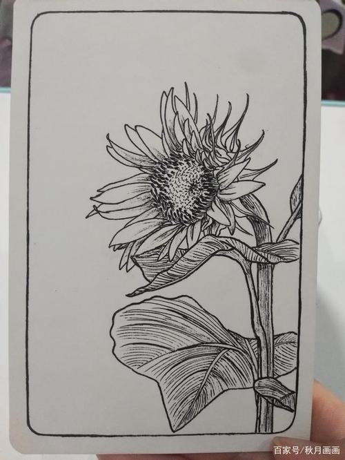 向日葵2线描完成