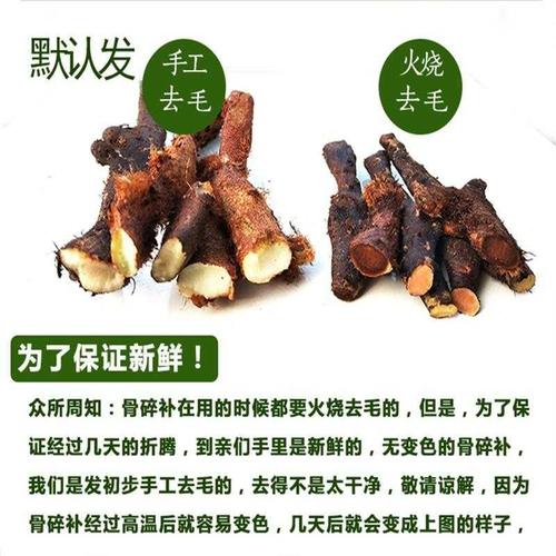 姜接骨生发接骨贵州姜石岩新鲜爬岩姜爬岩补毛骨碎其他药食同源食品