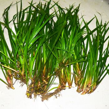 贵州现采山萘500克五香草茴香菖蒲三萘随手香盆景盆栽带根发货