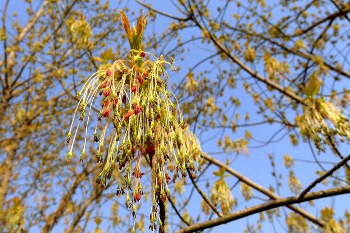 别样的风景别样的花,梣叶槭开花流苏飘满树