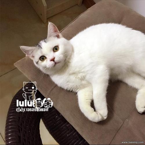 lulu猫舍——美短加白起司猫开始预定啦