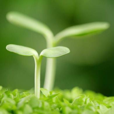 小芽发芽过程手抄报 手抄报图片大全