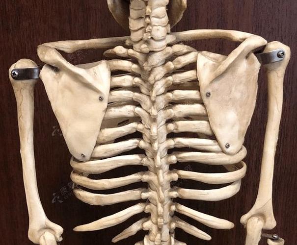 4步评估肩胛骨5步改善久坐族常见位置异常