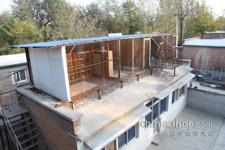 桑杰士系之北京六七鸽舍(图)