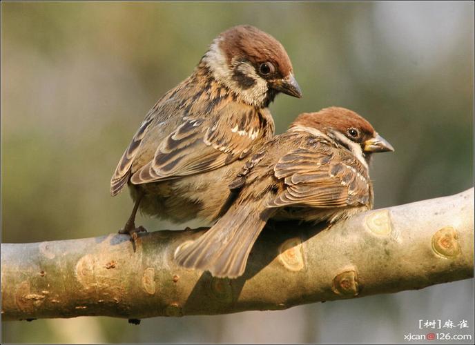  strong> font size=4>----没尾巴的树麻雀,看上去像鹌鹑一样～:) 