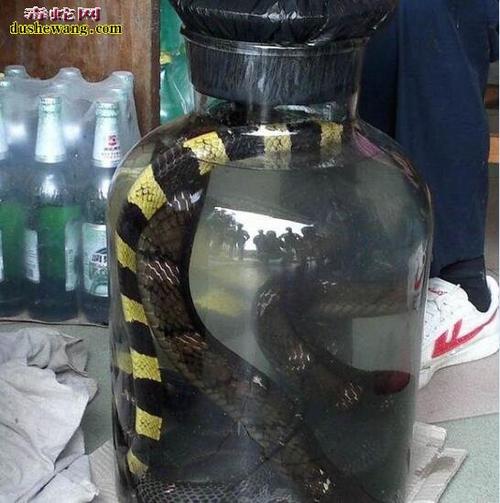 眼镜王蛇活蛇泡酒你看过吗实拍眼镜王蛇泡酒全过程