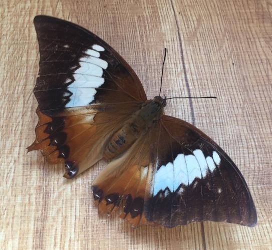 封江口国家湿地公园——白带螯蛱蝶