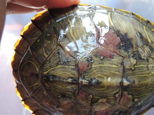 我的小巴西龟壳上有红斑,请问是怎么了,需要怎么治疗