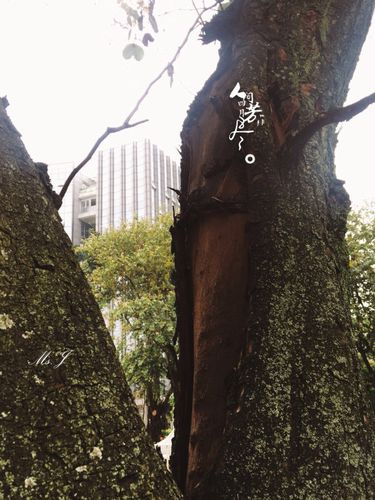 人怕伤心 树怕剥皮