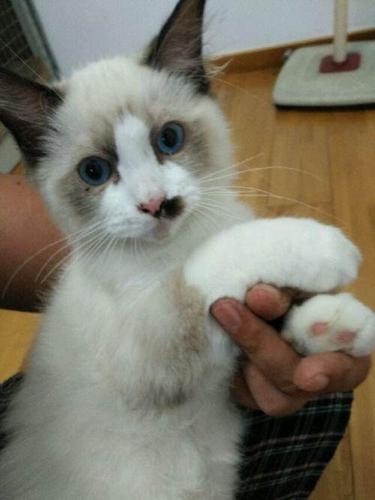 布偶,美短底价抱窝了