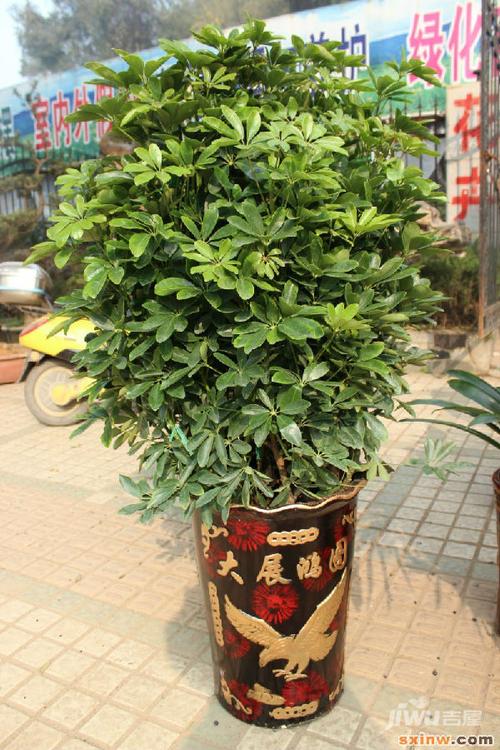 鸭脚木养殖方法和注意事项有哪些