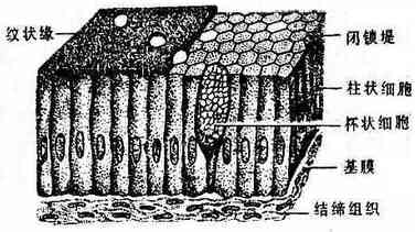 四,人体结构概况