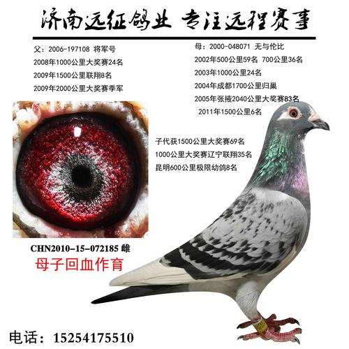 信鸽在线拍卖平台 - 中国信鸽信息网