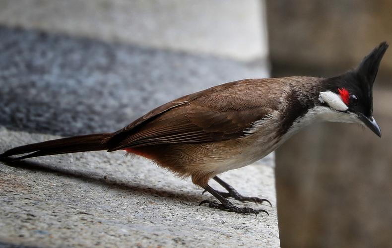 标题:很有爱的红臀鹎鸟