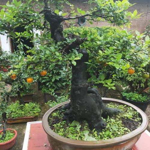 湖北恩施土恩施市 金弹子