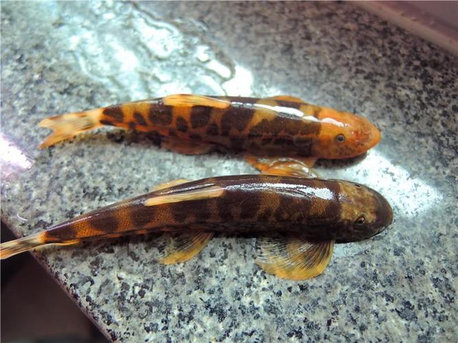 野外小溪常见鱼类