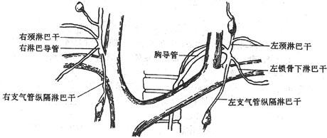 右淋巴导管及胸导管注入静脉