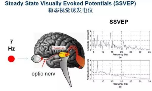 3)和稳态视觉诱发电位ssvep (图1.4)是其典型的代表.