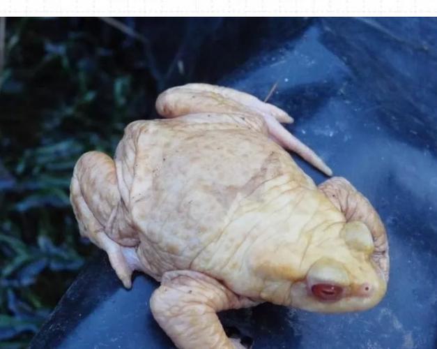 白化的伍德豪斯蟾蜍