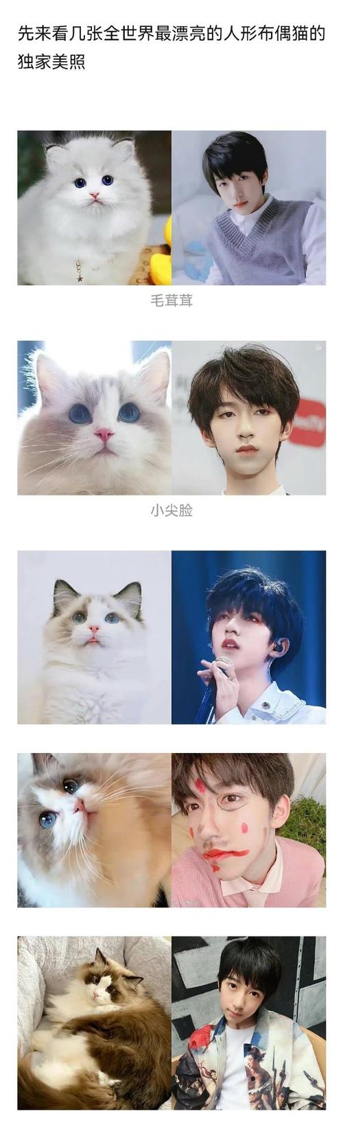 贺峻霖 人形布偶猫