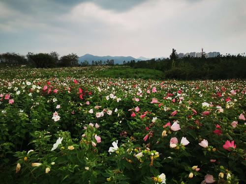 芙蓉葵花海随拍(一)