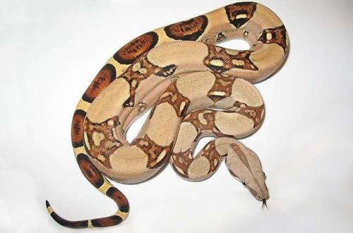 黑尾蟒(学名:python molurus)