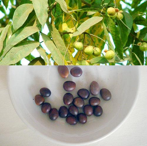 产地直销精选大粒皂角籽 大量批发皂角种子 各种规格皂角 皂角 籽