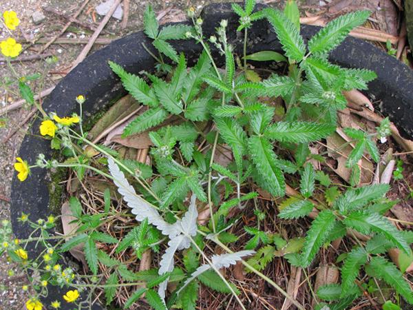 中医 中药大全 清热药 翻白草   翻白草这个名字听起来似乎并不是特别