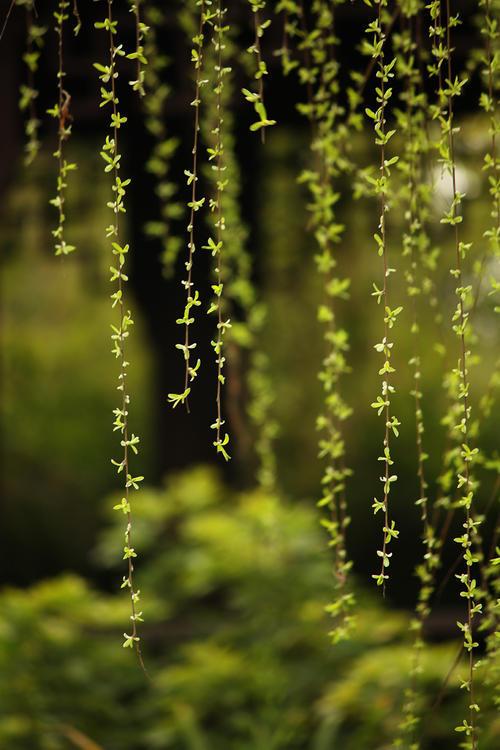 林花明媚,雨霁风光——春分,趁和风煦日去撒野