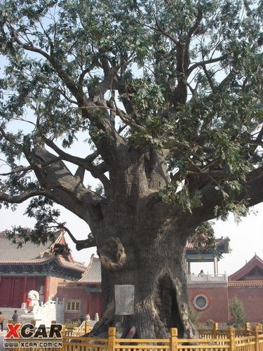 山西洪洞县洪洞大槐树-寻根追族(王姓)