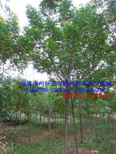 绿化苗木乔木 黄花槐 黄槐胸径5-8公分 福建漳州基地倾销