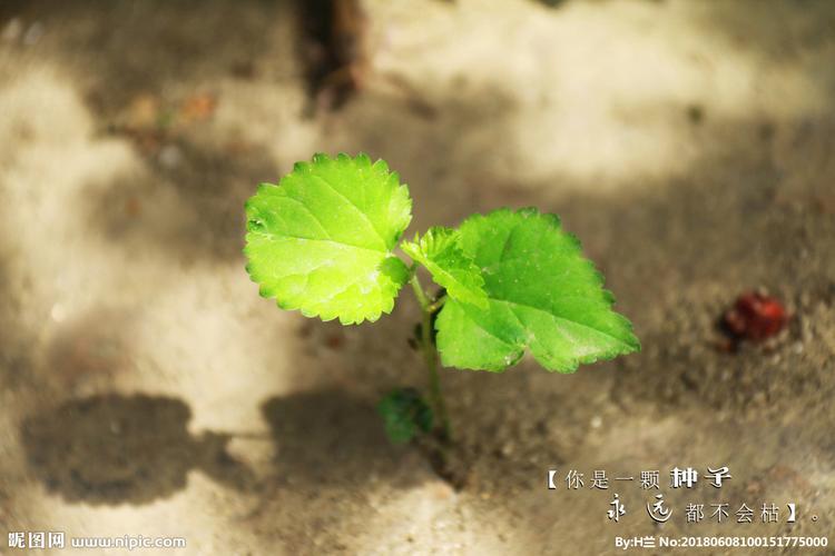 种子发芽图片