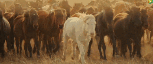 像这种万马奔腾的大场面,在网剧里几乎很难见到吧,并且全部采用真马