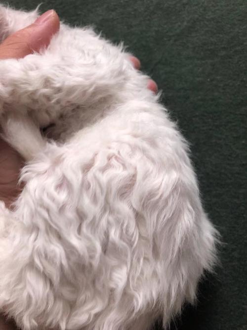 纯合子塞尔凯克卷毛猫